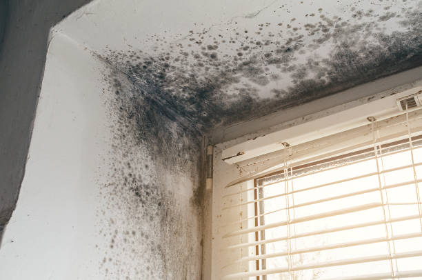 Affordable Commercial Mold Remediation solutions in Cape Charles, VA